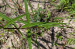 Longleaf milkweed